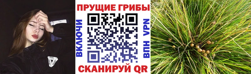 Псилоцибиновые грибы прущие грибы  Козловка 
